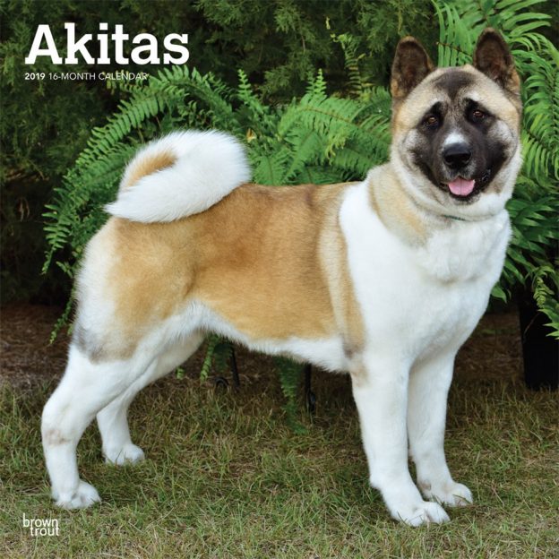 Akitas 2019 12 x 12 Inch Monthly Square Wall Calendar, Animals Dog Breeds
