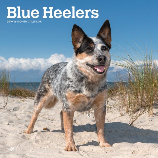 Blue Heelers 2019 12 x 12 Inch Monthly Square Wall Calendar, Animals Dog Breeds