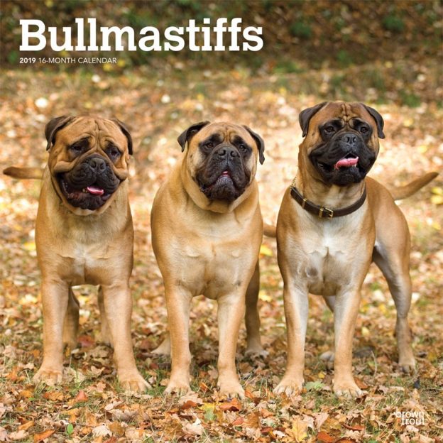 Bullmastiffs 2019 12 x 12 Inch Monthly Square Wall Calendar, Animals Dog Breeds