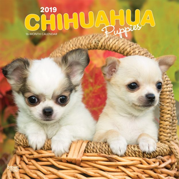 Chihuahua Puppies 2019 12 x 12 Inch Monthly Square Wall Calendar, Animals Small Dog Breeds Puppies