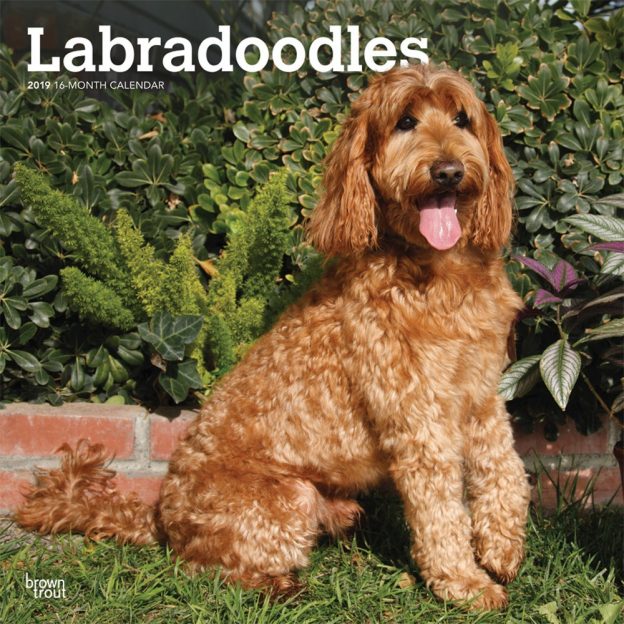 Labradoodles 2019 12 x 12 Inch Monthly Square Wall Calendar, Animals Mixed Dog Breeds