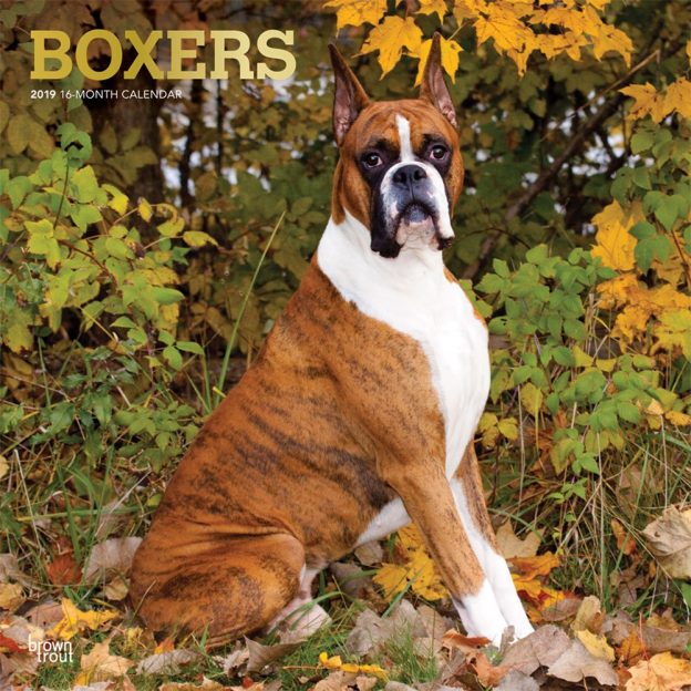 Boxers 2019 12 x 12 Inch Monthly Square Wall Calendar with Foil Stamped Cover, Animals Dog Breeds