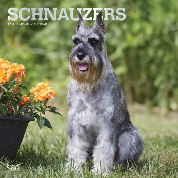 Schnauzers 2019 12 x 12 Inch Monthly Square Wall Calendar with Foil Stamped Cover, Animals Dog Breeds