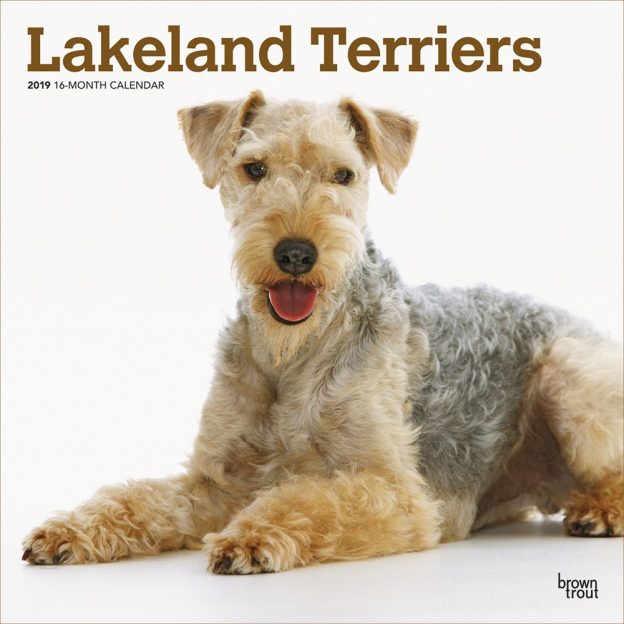 Lakeland Terriers 2019 12 x 12 Inch Monthly Square Wall Calendar, Animals Dog Breeds Terriers