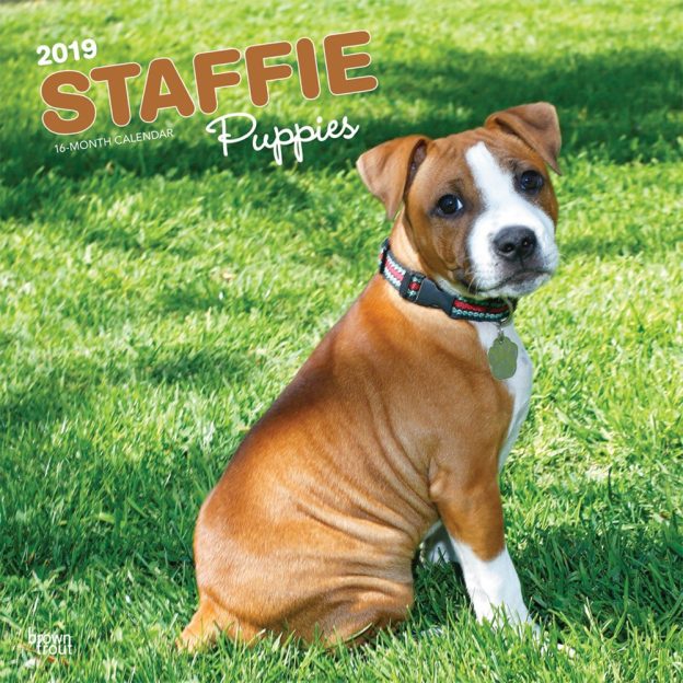 Staffie Puppies 2019 12 x 12 Inch Monthly Square Wall Calendar, Animals Dog Breeds Staffordshire