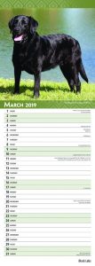 Black Labs 2019 6.75 x 16.5 Inch Monthly Slimline Wall Calendar, Dog Canine Labrador