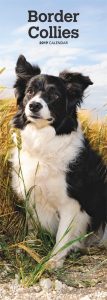 Border Collies 2019 6.75 x 16.5 Inch Monthly Slimline Wall Calendar, Animals Dog Breeds Collies