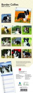 Border Collies 2019 6.75 x 16.5 Inch Monthly Slimline Wall Calendar, Animals Dog Breeds Collies