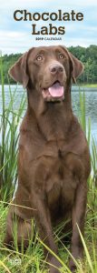 Chocolate Labradors 2019 6.75 x 16.5 Inch Monthly Slimline Wall Calendar, Dog Canine Lab