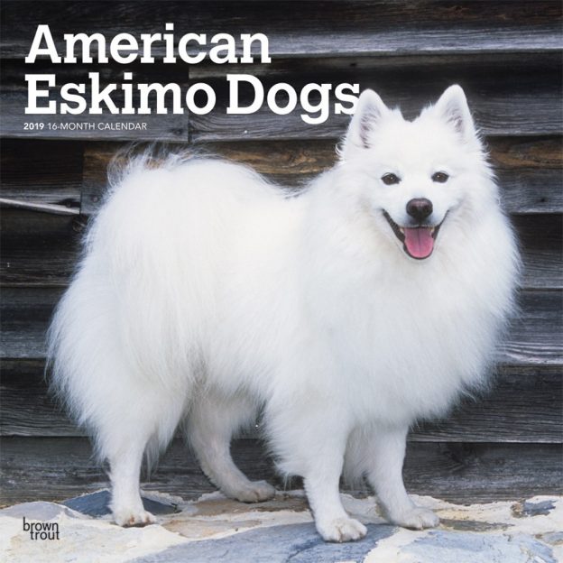 American Eskimo Dogs 2019 12 x 12 Inch Monthly Square Wall Calendar, Animals Dog Breeds American
