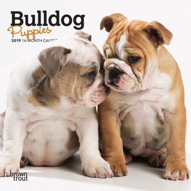 Bulldog Puppies 2019 7 x 7 Inch Monthly Mini Wall Calendar, Animals Dog Breeds Puppies