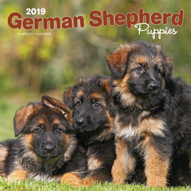 German Shepherd Puppies 2019 12 x 12 Inch Monthly Square Wall Calendar, Animals Dog Breeds Puppies