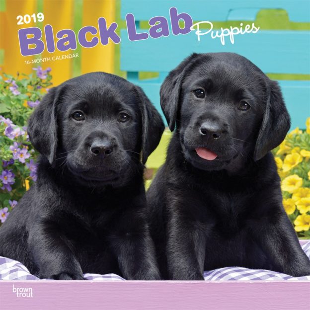 Black Labrador Retriever Puppies 2019 12 x 12 Inch Monthly Square Wall Calendar, Animals Dog Breeds Retriever Puppies