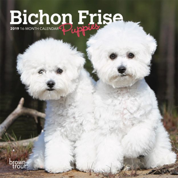 Bichon Frise Puppies 2019 7 x 7 Inch Monthly Mini Wall Calendar, Animals Dog Breeds Puppies