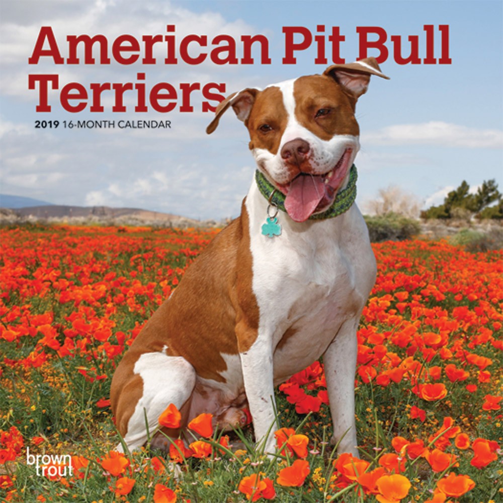 American Pit Bull Terriers 2019 Mini Wall Calendar DogDays 2023