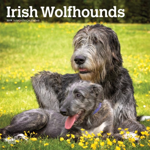 Irish Wolfhounds 2019 12 x 12 Inch Monthly Square Wall Calendar, Animals Irish Dog Breeds