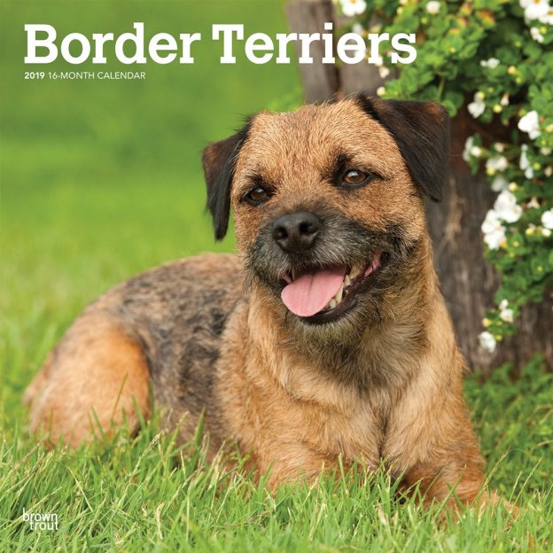 Border Terriers 2019 12 x 12 Inch Monthly Square Wall Calendar, Animals Dog Breeds Terriers