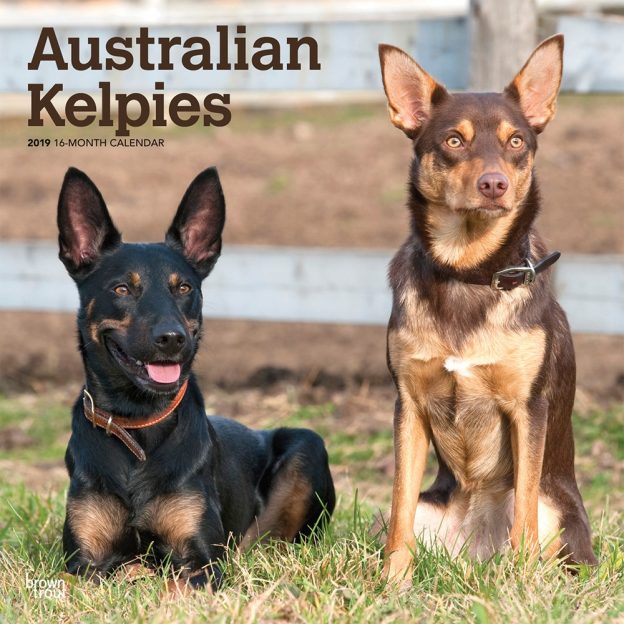 Australian Kelpies 2019 12 x 12 Inch Monthly Square Wall Calendar, Animal Dog Breeds