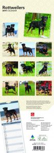 Rottweilers 2019 6.75 x 16.5 Inch Monthly Slimline Wall Calendar, Dog Canine Rott