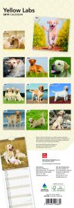 Yellow Labradors 2019 6.75 x 16.5 Inch Monthly Slimline Wall Calendar, Dog Canine Lab Hunting