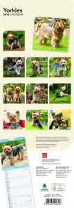 Yorkies 2019 6.75 x 16.5 Inch Monthly Slimline Wall Calendar, Dog Canine Yorkshire Terriers