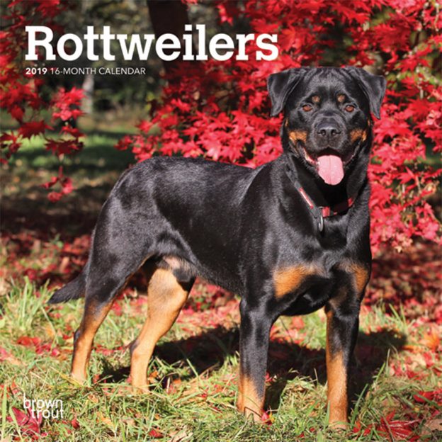 Rottweilers 2019 7 x 7 Inch Monthly Mini Wall Calendar