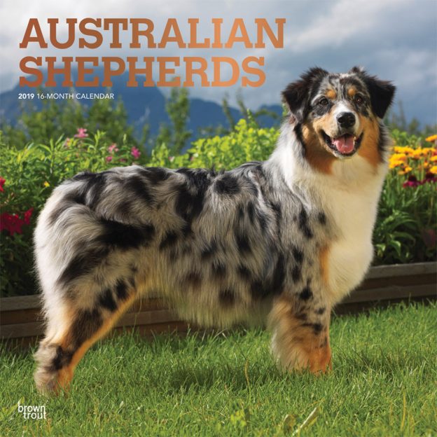 Australian Shepherds 2019 12 x 12 Inch Monthly Square Wall Calendar with Foil Stamped Cover