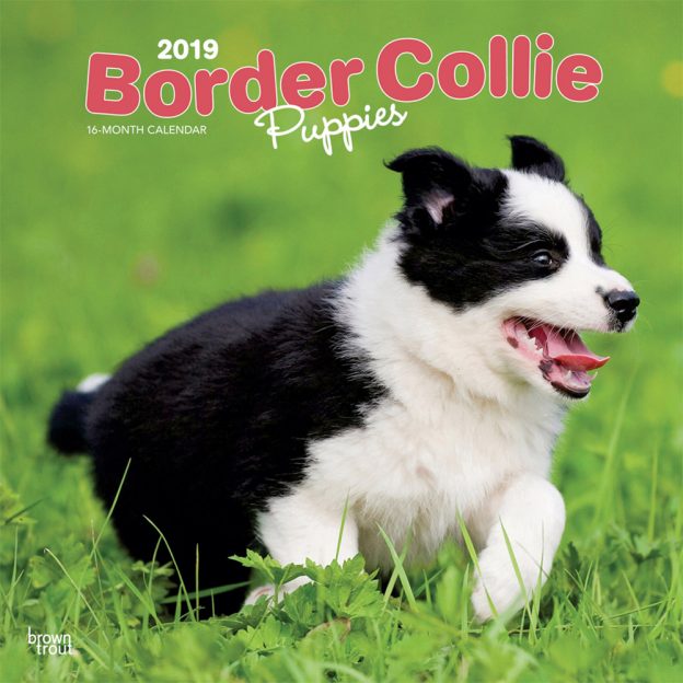 Border Collie Puppies 2019 12 x 12 Inch Monthly Square Wall Calendar