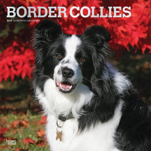 Border Collies 2019 12 x 12 Inch Monthly Square Wall Calendar with Foil Stamped Cover