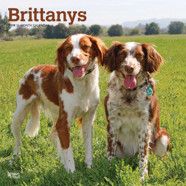 Brittanys 2019 12 x 12 Inch Monthly Square Wall Calendar