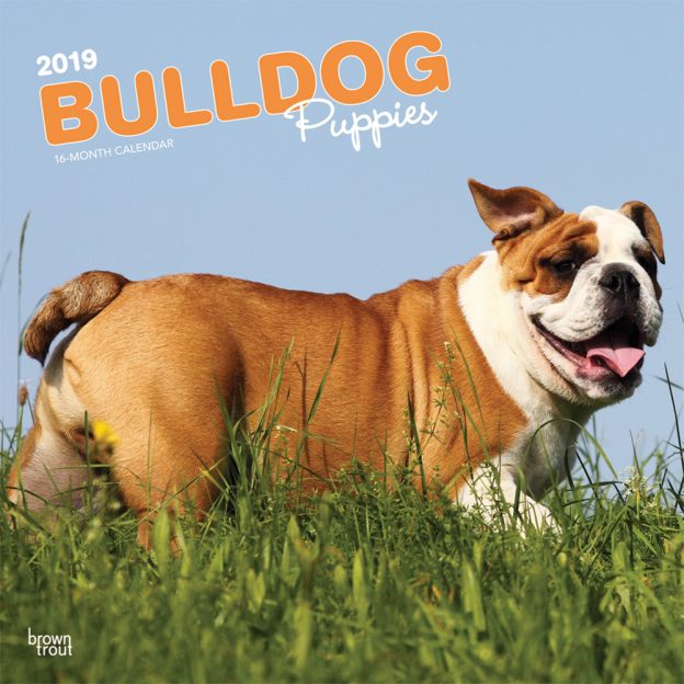 Bulldog Puppies 2019 12 x 12 Inch Monthly Square Wall Calendar