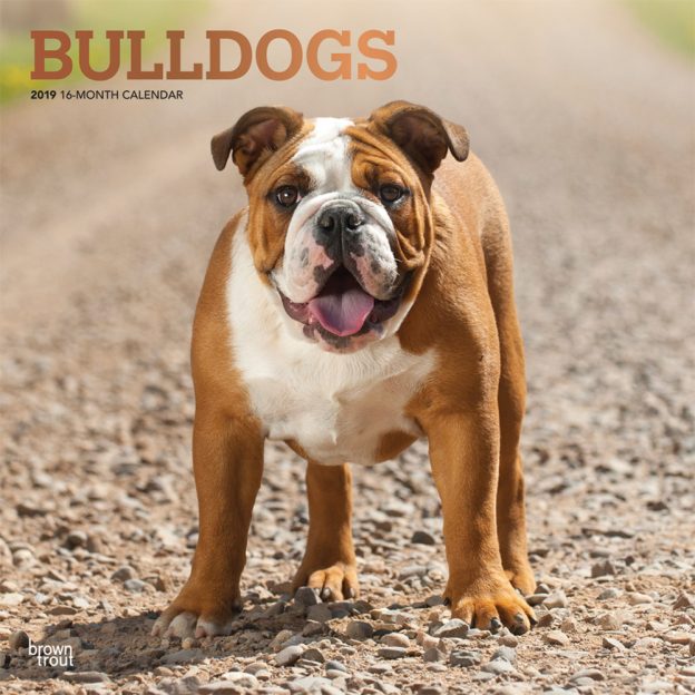 Bulldogs 2019 12 x 12 Inch Monthly Square Wall Calendar with Foil Stamped Cover