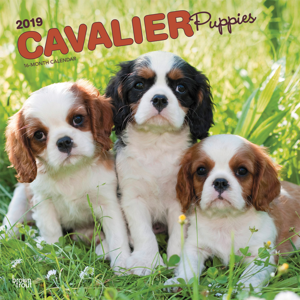cavalier-king-charles-spaniel-puppies-2019-square-wall-calendar-dogdays-2023-calendar-and