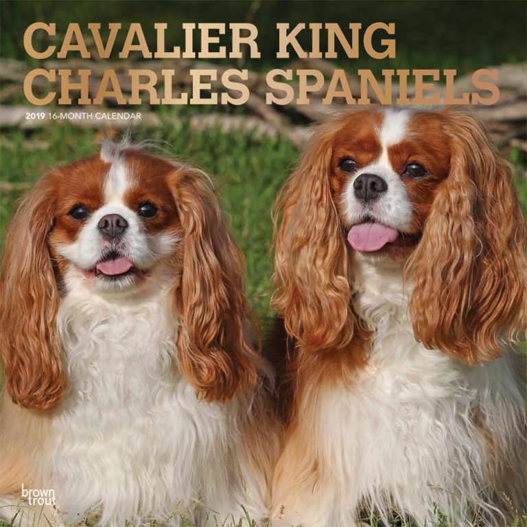 cavalier-king-charles-spaniels-2019-square-wall-calendar-dogdays-2023