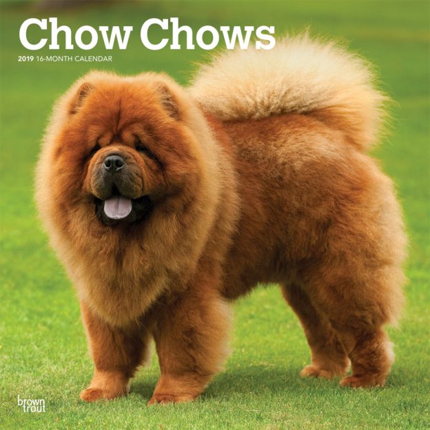 Chow Chows 2019 12 x 12 Inch Monthly Square Wall Calendar
