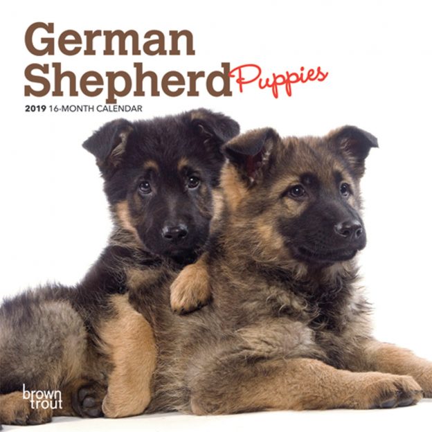 German Shepherd Puppies 2019 7 x 7 Inch Monthly Mini Wall Calendar