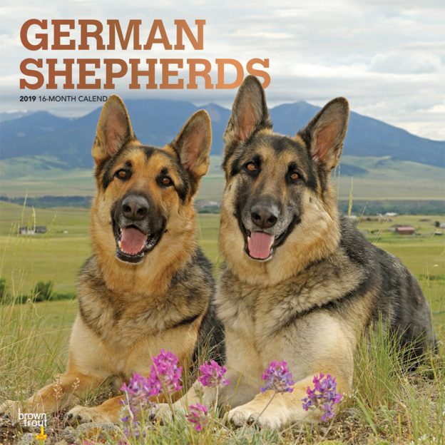 German Shepherds 2019 12 x 12 Inch Monthly Square Wall Calendar with Foil Stamped Cover