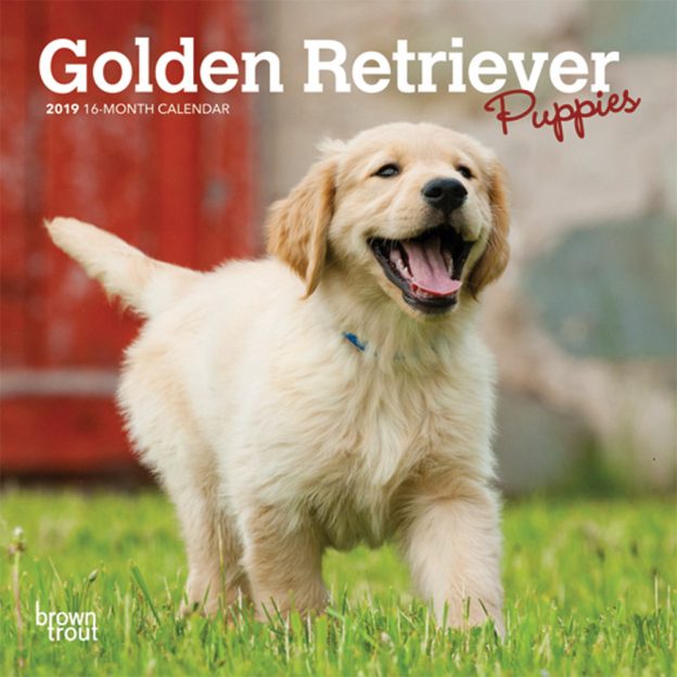Golden Retriever Puppies 2019 7 x 7 Inch Monthly Mini Wall Calendar