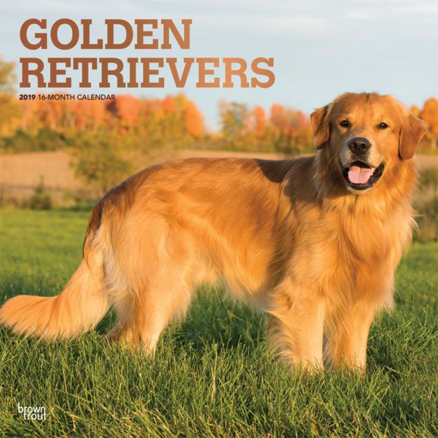 Golden Retrievers 2019 12 x 12 Inch Monthly Square Wall Calendar with Foil Stamped Cover