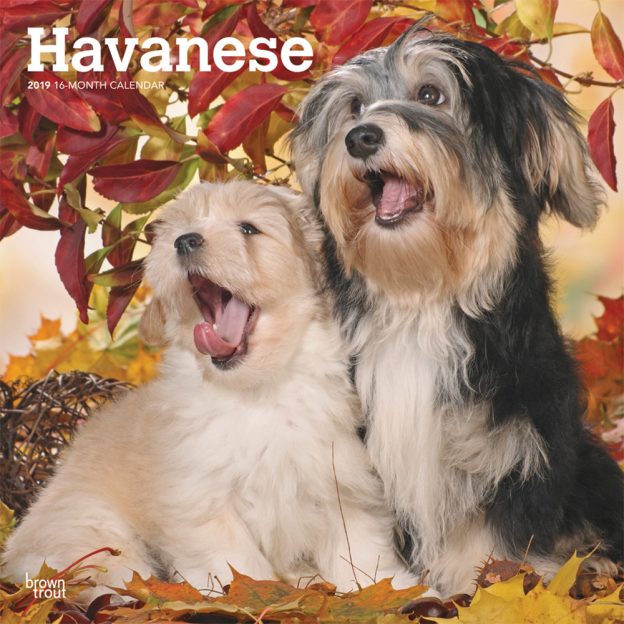Havanese 2019 12 x 12 Inch Monthly Square Wall Calendar