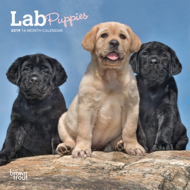 Lab Puppies 2019 7 x 7 Inch Monthly Mini Wall Calendar