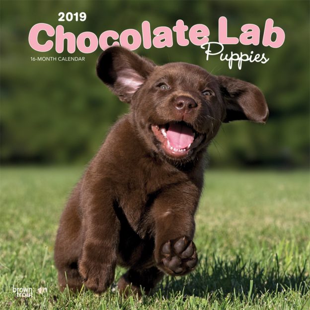 Chocolate Labrador Retriever Puppies 2019 12 x 12 Inch Monthly Square Wall Calendar