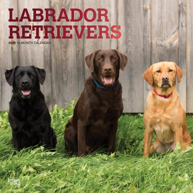 Labrador Retrievers 2019 12 x 12 Inch Monthly Square Wall Calendar with Foil Stamped Cover