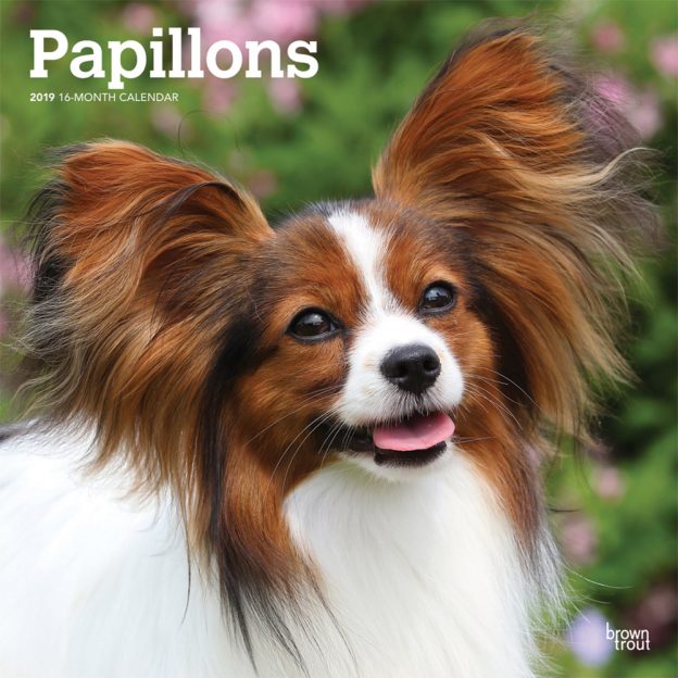 Papillons 2019 12 x 12 Inch Monthly Square Wall Calendar