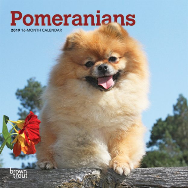 Pomeranians 2019 7 x 7 Inch Monthly Mini Wall Calendar