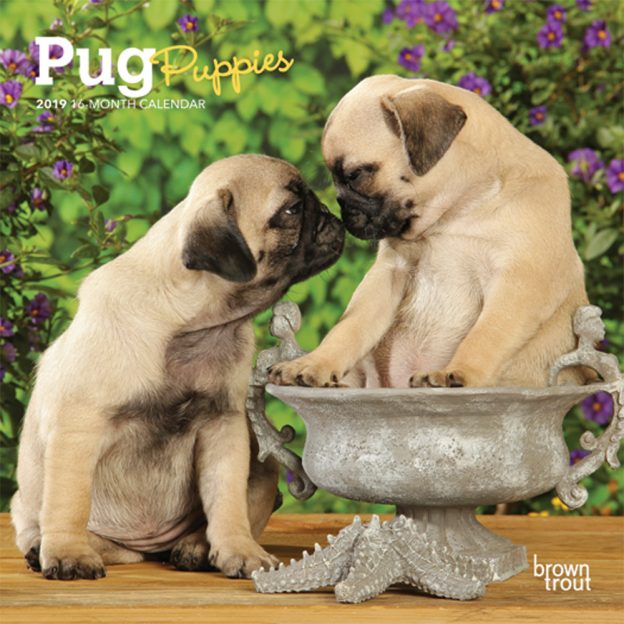 Pug Puppies 2019 7 x 7 Inch Monthly Mini Wall Calendar