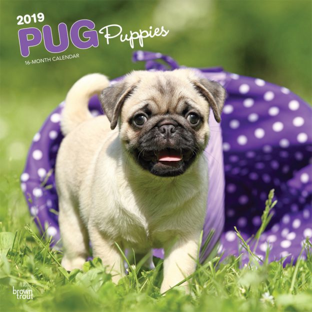 Pug Puppies 2019 12 x 12 Inch Monthly Square Wall Calendar