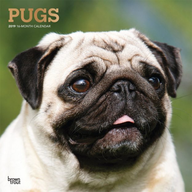 Pugs 2019 12 x 12 Inch Monthly Square Wall Calendar with Foil Stamped Cover