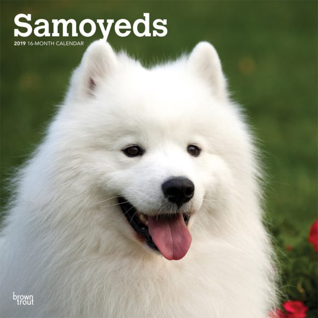 Samoyeds 2019 12 x 12 Inch Monthly Square Wall Calendar