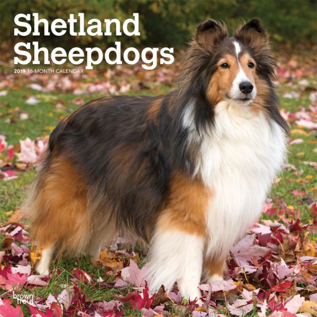 Shetland Sheepdogs 2019 12 x 12 Inch Monthly Square Wall Calendar